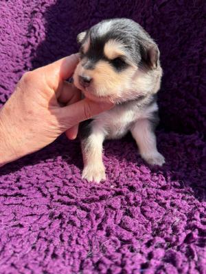 images/J-Wurf/Jennifer Rush/04d1b25c-cc7a-472c-bd1c-fed196062fb2.jpg